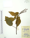 中文名:粗糠柴(S084835)學名:Mallotus philippinensis (Lam.) Muell.-Arg.(S084835)英文名:Kamala Tree, Monkey Face Tree