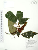 中文名:粗糠柴(S085394)學名:Mallotus philippinensis (Lam.) Muell.-Arg.(S085394)英文名:Kamala Tree, Monkey Face Tree
