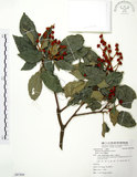 中文名:粗糠柴(S087866)學名:Mallotus philippinensis (Lam.) Muell.-Arg.(S087866)英文名:Kamala Tree, Monkey Face Tree
