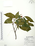 中文名:粗糠柴(S088101)學名:Mallotus philippinensis (Lam.) Muell.-Arg.(S088101)英文名:Kamala Tree, Monkey Face Tree