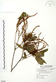 中文名:粗糠柴(S088469)學名:Mallotus philippinensis (Lam.) Muell.-Arg.(S088469)英文名:Kamala Tree, Monkey Face Tree