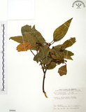 中文名:粗糠柴(S090082)學名:Mallotus philippinensis (Lam.) Muell.-Arg.(S090082)英文名:Kamala Tree, Monkey Face Tree