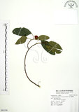 中文名:粗糠柴(S091338)學名:Mallotus philippinensis (Lam.) Muell.-Arg.(S091338)英文名:Kamala Tree, Monkey Face Tree