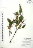 中文名:粗糠柴(S092547)學名:Mallotus philippinensis (Lam.) Muell.-Arg.(S092547)英文名:Kamala Tree, Monkey Face Tree