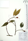 中文名:粗糠柴(S104201)學名:Mallotus philippinensis (Lam.) Muell.-Arg.(S104201)英文名:Kamala Tree, Monkey Face Tree