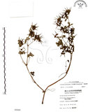 中文名:野老鸛草(S005899)學名:Geranium carolinianum L.(S005899)