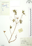 中文名:野老鸛草(S057188)學名:Geranium carolinianum L.(S057188)