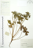 中文名:野老鸛草(S059807)學名:Geranium carolinianum L.(S059807)