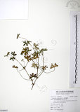 中文名:野老鸛草(S108937)學名:Geranium carolinianum L.(S108937)