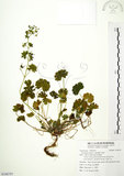 中文名:柔毛牻牛兒苗(S108797)學名:Geranium molle L.(S108797)