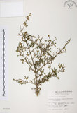 中文名:川上氏忍冬 (S010205 )學名:Lonicera kawakamii (Hayata) Masam. (S010205 )英文名:Kawakami Honeysuckle