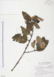 中文名:杜鵑桑寄生 (S092833 )學名:Taxillus rhododendricolus (Hayata) Chiu (S092833 )