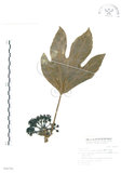 中文名:蘭嶼八角金盤(S046795)學名:Osmoxylon pectinatum (Merr.) Philipson(S046795)英文名:Lanyu boerlagiodendron