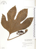 中文名:蘭嶼八角金盤(S046796)學名:Osmoxylon pectinatum (Merr.) Philipson(S046796)英文名:Lanyu boerlagiodendron