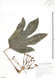 中文名:蘭嶼八角金盤(S092284)學名:Osmoxylon pectinatum (Merr.) Philipson(S092284)英文名:Lanyu boerlagiodendron