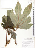 中文名:蘭嶼八角金盤(S103252)學名:Osmoxylon pectinatum (Merr.) Philipson(S103252)英文名:Lanyu boerlagiodendron