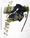 中文名:通脫木 (S018156)學名:Tetrapanax papyriferus (Hook.) K. Koch(S018156)中文別名:通草英文名:Rice paper tree, Pith-paper tree