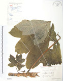 中文名:通脫木 (S062062)學名:Tetrapanax papyriferus (Hook.) K. Koch(S062062)中文別名:通草英文名:Rice paper tree, Pith-paper tree