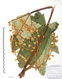 中文名:通脫木 (S103478)學名:Tetrapanax papyriferus (Hook.) K. Koch(S103478)中文別名:通草英文名:Rice paper tree, Pith-paper tree