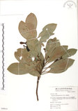 中文名:豬腳楠(S049814)學名:Machilus thunbergii Sieb. & Zucc.(S049814)英文名:Red Nanmu