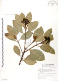 中文名:豬腳楠(S072582)學名:Machilus thunbergii Sieb. & Zucc.(S072582)英文名:Red Nanmu