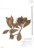 中文名:豬腳楠(S075025)學名:Machilus thunbergii Sieb. & Zucc.(S075025)英文名:Red Nanmu