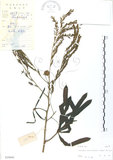 中文名:銀合歡(S029840)學名:Leucaena leucocephala (Lam.) de Wit(S029840)英文名:White Popinac
