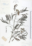 中文名:銀合歡(S032559)學名:Leucaena leucocephala (Lam.) de Wit(S032559)英文名:White Popinac