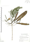 中文名:銀合歡(S049764)學名:Leucaena leucocephala (Lam.) de Wit(S049764)英文名:White Popinac