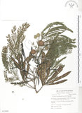 中文名:銀合歡(S053880)學名:Leucaena leucocephala (Lam.) de Wit(S053880)英文名:White Popinac