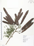 中文名:銀合歡(S065361)學名:Leucaena leucocephala (Lam.) de Wit(S065361)英文名:White Popinac