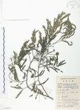 中文名:銀合歡(S078879)學名:Leucaena leucocephala (Lam.) de Wit(S078879)英文名:White Popinac