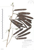 中文名:銀合歡(S085280)學名:Leucaena leucocephala (Lam.) de Wit(S085280)英文名:White Popinac