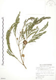 中文名:銀合歡(S085616)學名:Leucaena leucocephala (Lam.) de Wit(S085616)英文名:White Popinac