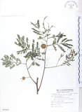 中文名:銀合歡(S085829)學名:Leucaena leucocephala (Lam.) de Wit(S085829)英文名:White Popinac