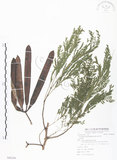 中文名:銀合歡(S086246)學名:Leucaena leucocephala (Lam.) de Wit(S086246)英文名:White Popinac