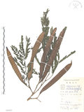 中文名:銀合歡(S086801)學名:Leucaena leucocephala (Lam.) de Wit(S086801)英文名:White Popinac