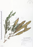 中文名:銀合歡(S087864)學名:Leucaena leucocephala (Lam.) de Wit(S087864)英文名:White Popinac