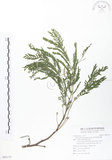 中文名:銀合歡(S093175)學名:Leucaena leucocephala (Lam.) de Wit(S093175)英文名:White Popinac