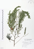 中文名:銀合歡(S093193)學名:Leucaena leucocephala (Lam.) de Wit(S093193)英文名:White Popinac