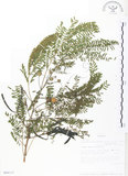 中文名:銀合歡(S094113)學名:Leucaena leucocephala (Lam.) de Wit(S094113)英文名:White Popinac