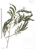 中文名:銀合歡(S096408)學名:Leucaena leucocephala (Lam.) de Wit(S096408)英文名:White Popinac