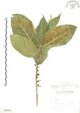 中文名:對葉榕(S010402)學名:Ficus cumingii Miq. var. terminalifolia (Elm.) Sata(S010402)