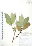 中文名:對葉榕(S016618)學名:Ficus cumingii Miq. var. terminalifolia (Elm.) Sata(S016618)