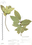 中文名:對葉榕(S028384)學名:Ficus cumingii Miq. var. terminalifolia (Elm.) Sata(S028384)