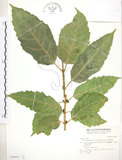 中文名:對葉榕(S028467)學名:Ficus cumingii Miq. var. terminalifolia (Elm.) Sata(S028467)