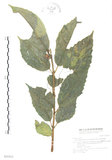 中文名:對葉榕(S031513)學名:Ficus cumingii Miq. var. terminalifolia (Elm.) Sata(S031513)