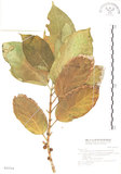 中文名:對葉榕(S031514)學名:Ficus cumingii Miq. var. terminalifolia (Elm.) Sata(S031514)