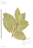 中文名:對葉榕(S031546)學名:Ficus cumingii Miq. var. terminalifolia (Elm.) Sata(S031546)