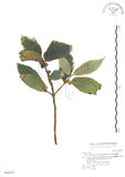 中文名:對葉榕(S042707)學名:Ficus cumingii Miq. var. terminalifolia (Elm.) Sata(S042707)